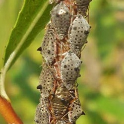 Tuberolachnus salignus